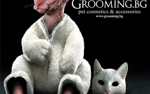 GROOMING BG